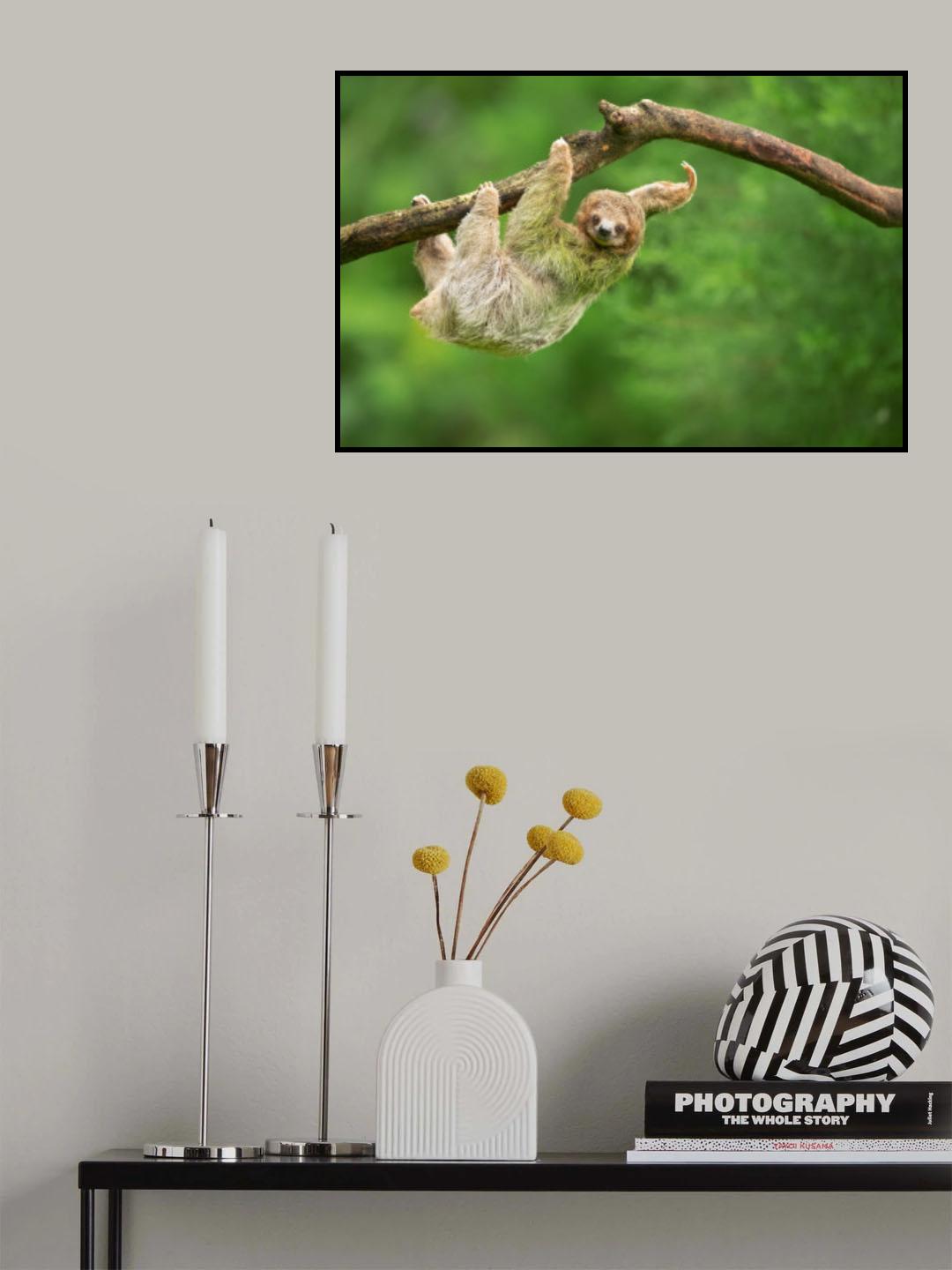 Brown-throated sloth Poster och Canvastavla