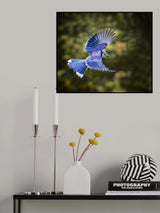 Blue Jay Poster och Canvastavla