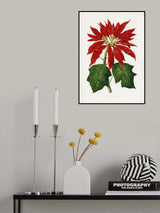 Poinsettia Pulcherrima Leaf Illustration Poster och Canvastavla