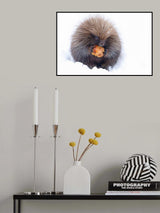 Porcupine with Apple Poster och Canvastavla