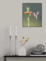 Hummer on Lion's Ear Flower II Poster och Canvastavla