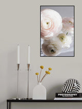 Soft Ranunculus Poster och Canvastavla