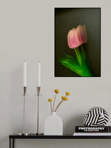 Pink tulip Poster och Canvastavla