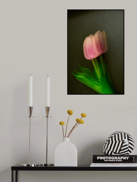 Pink tulip Poster och Canvastavla