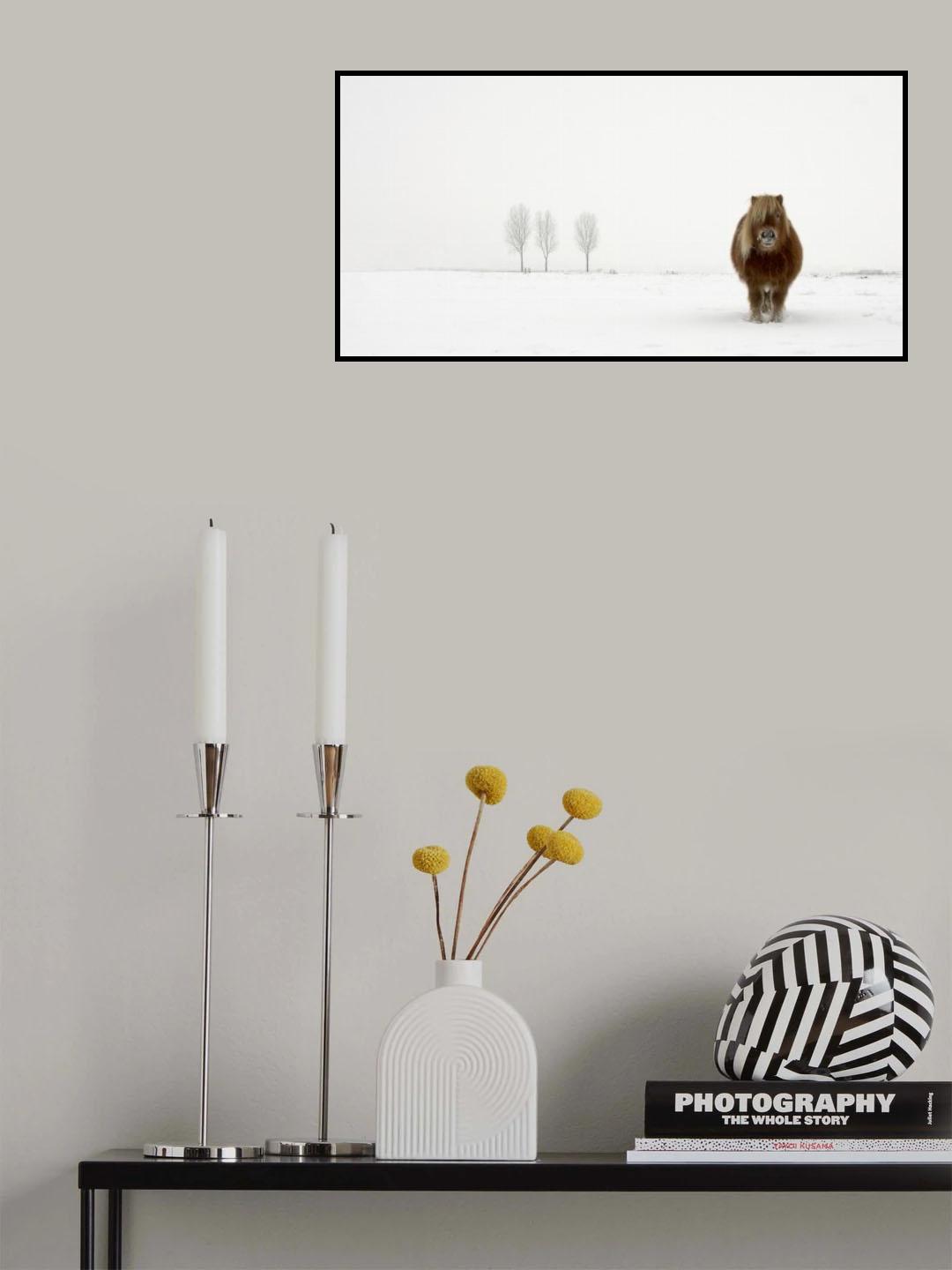 The cold pony Poster och Canvastavla