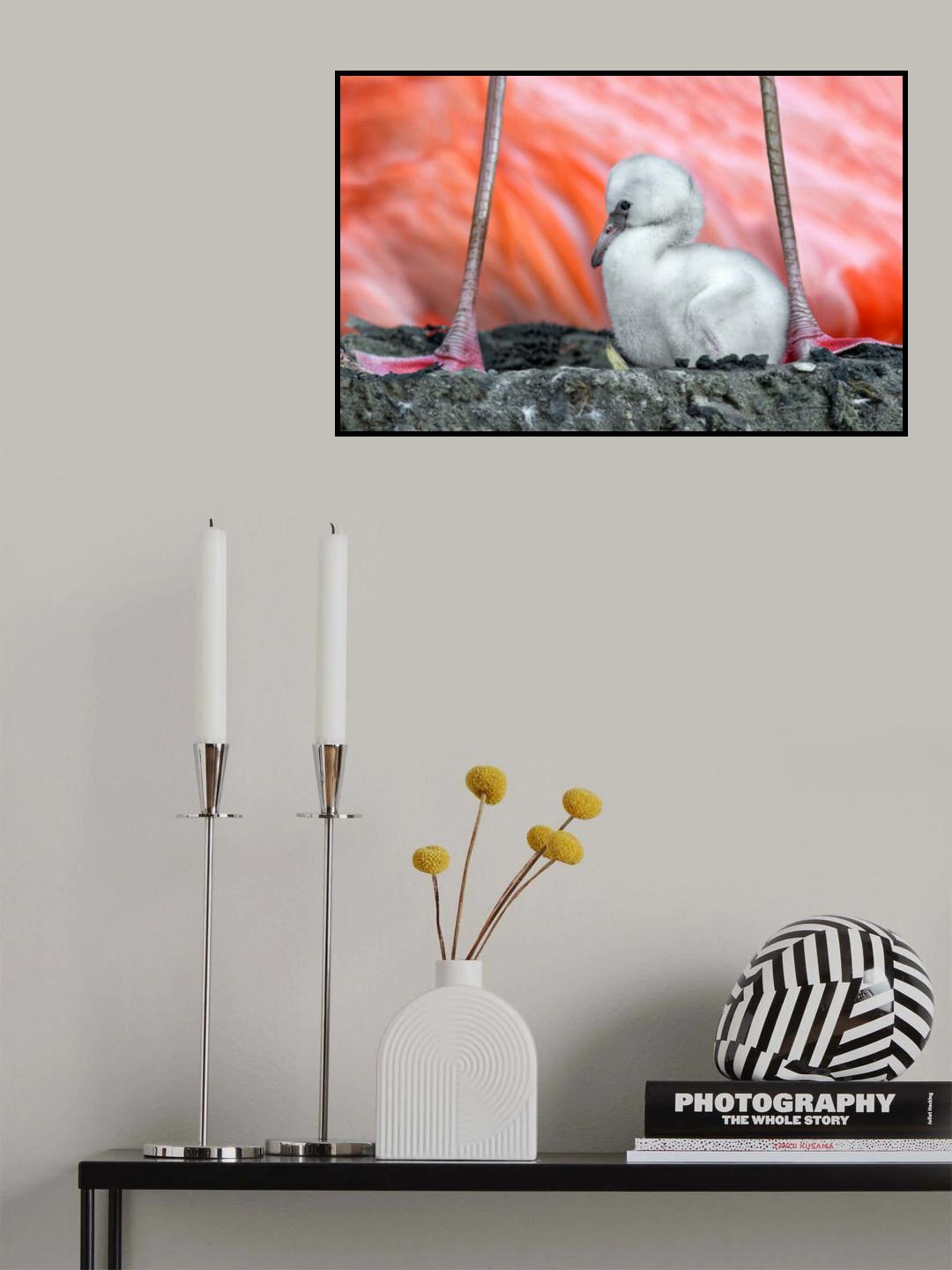 Flamingo chick Poster och Canvastavla