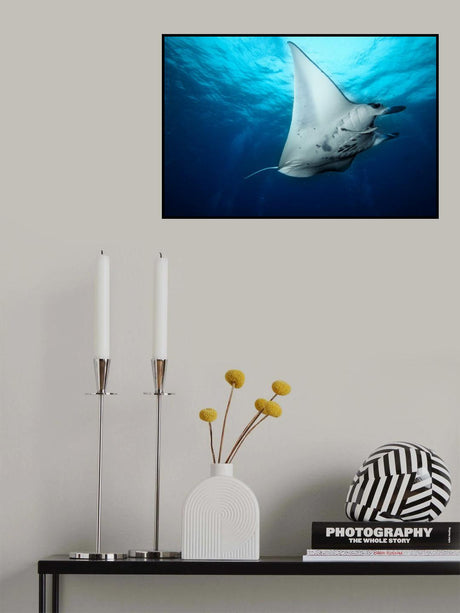 Manta Fly Poster och Canvastavla
