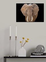 Vanishing breed? Poster och Canvastavla