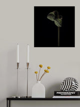 Lotus heads Poster och Canvastavla