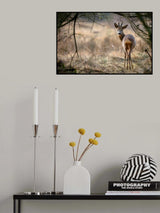 Roe deer Poster och Canvastavla