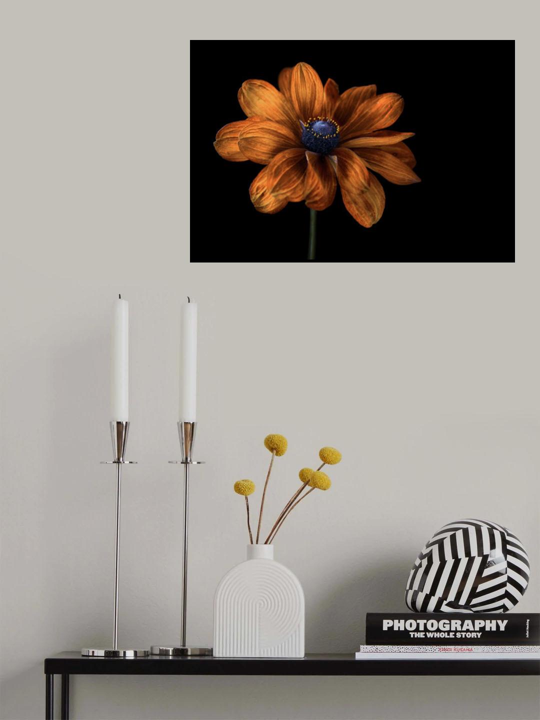 Rudbeckia Poster och Canvastavla