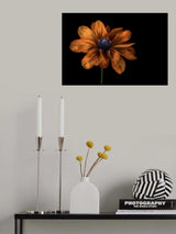 Rudbeckia Poster och Canvastavla