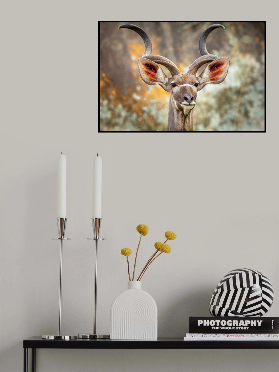 Greater Kudu Poster och Canvastavla