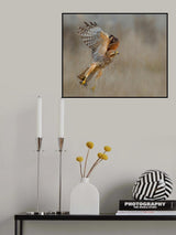 Red shouldered hawk capturing a vole Poster och Canvastavla