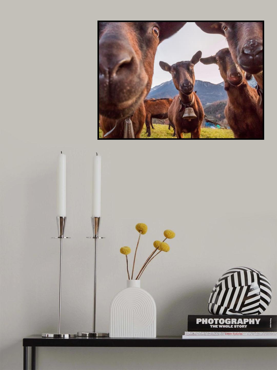 Curious Goats Poster och Canvastavla