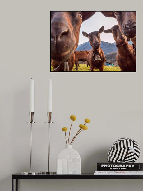 Curious Goats Poster och Canvastavla