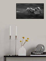Horses in the gallop Poster och Canvastavla