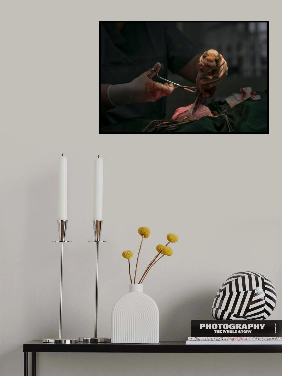 A puppy is born (C section) Poster och Canvastavla