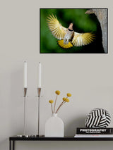 Shiny Northern Flicker Poster och Canvastavla