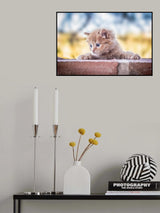 Cat Poster och Canvastavla