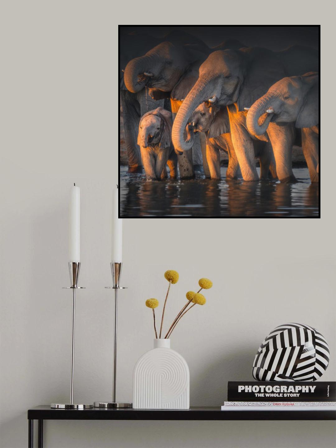 Elephants Poster och Canvastavla