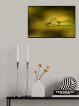 Damselfly lovers Poster och Canvastavla