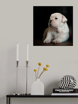 Bep Poster och Canvastavla