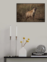 A Pregnant Hyena Poster och Canvastavla