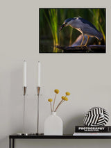 Tossed Crawl fish Poster och Canvastavla
