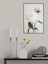 Peony 12 Poster och Canvastavla