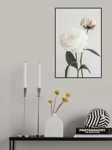 Peony 12 Poster och Canvastavla