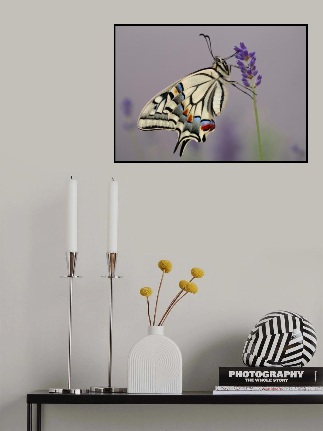 Papilio Machaon II Poster och Canvastavla