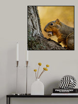 Fox squirrel Poster och Canvastavla