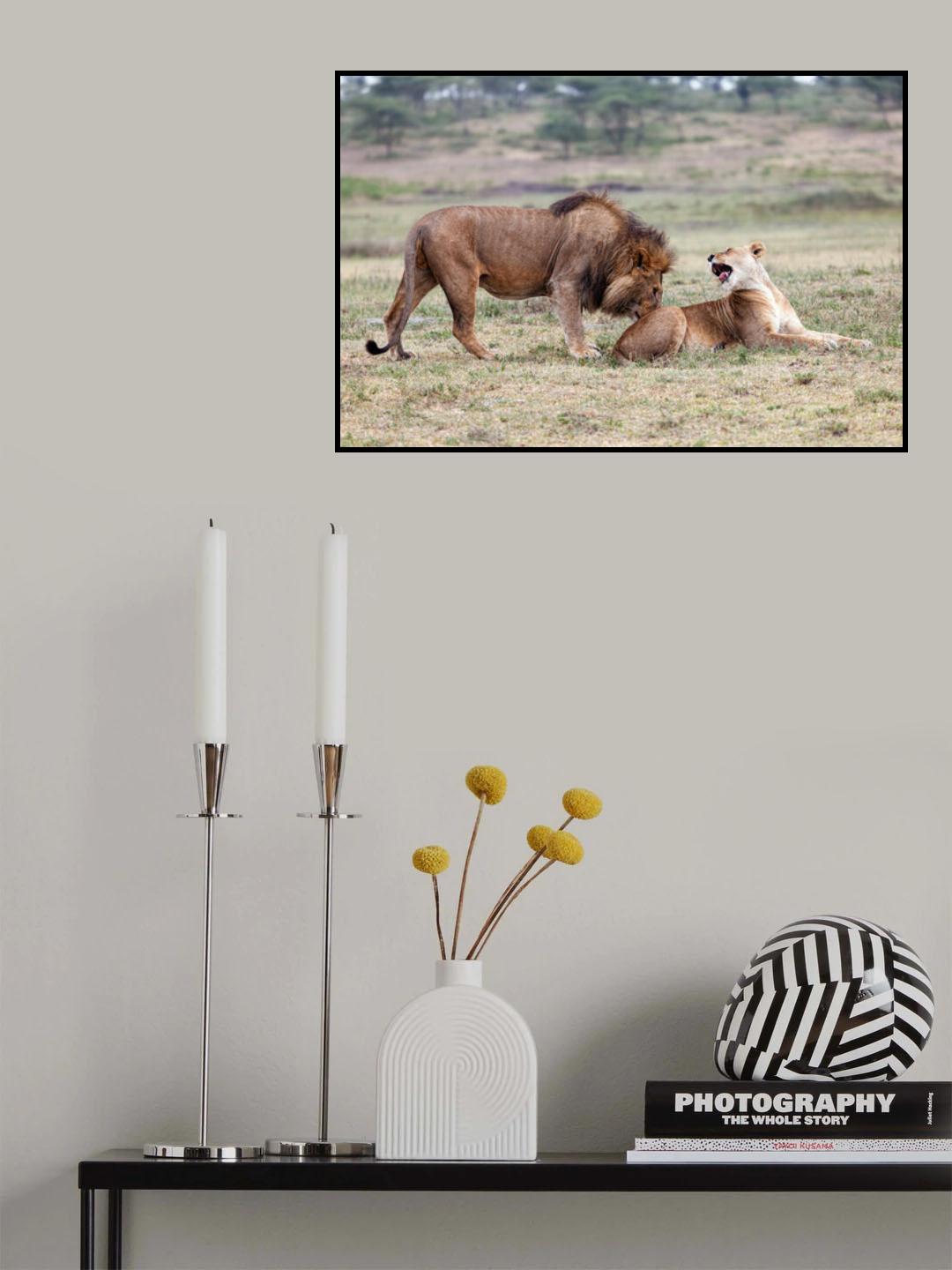 Flirting Lions Poster och Canvastavla