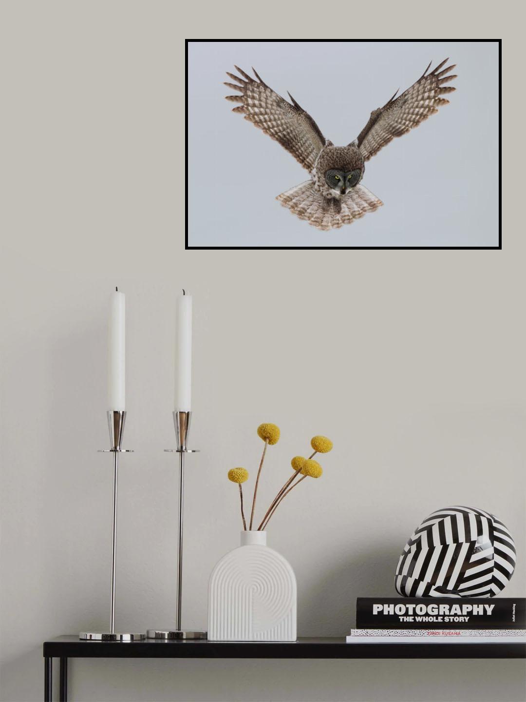 Great grey owl Poster och Canvastavla