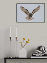 Great grey owl Poster och Canvastavla
