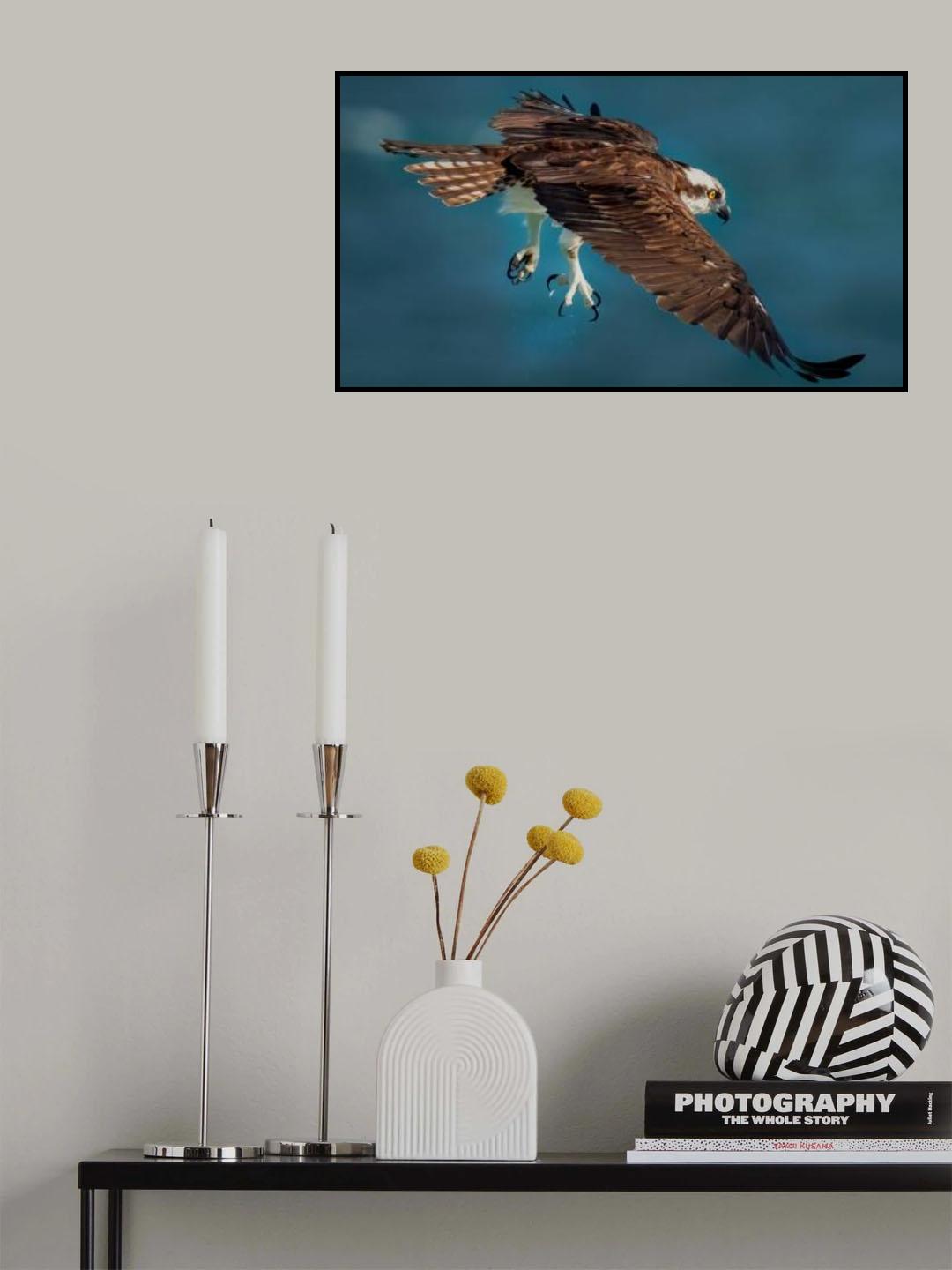Osprey In Action Poster och Canvastavla