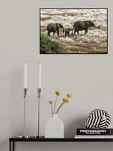 Elephant Family, Tanzania Poster och Canvastavla