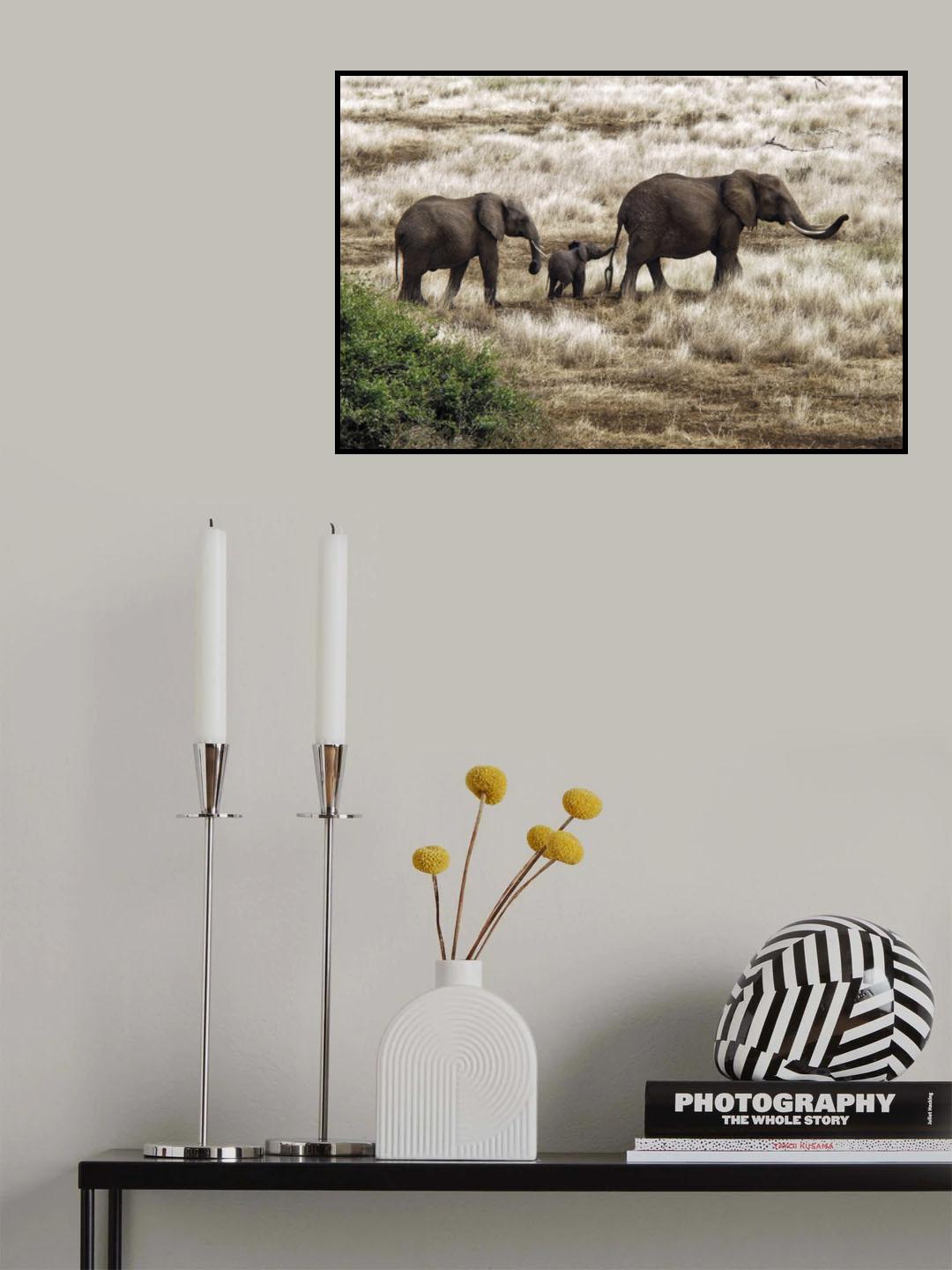 Elephant Family, Tanzania Poster och Canvastavla
