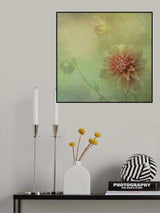 Dahlias Poster och Canvastavla