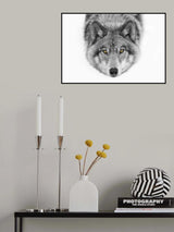 Yellow eyes - Timber Wolf Poster och Canvastavla
