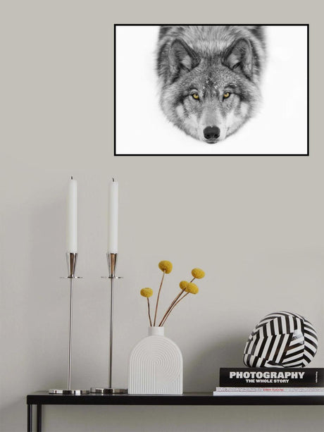 Yellow eyes - Timber Wolf Poster och Canvastavla