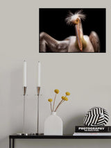 Pelican's portrait Poster och Canvastavla