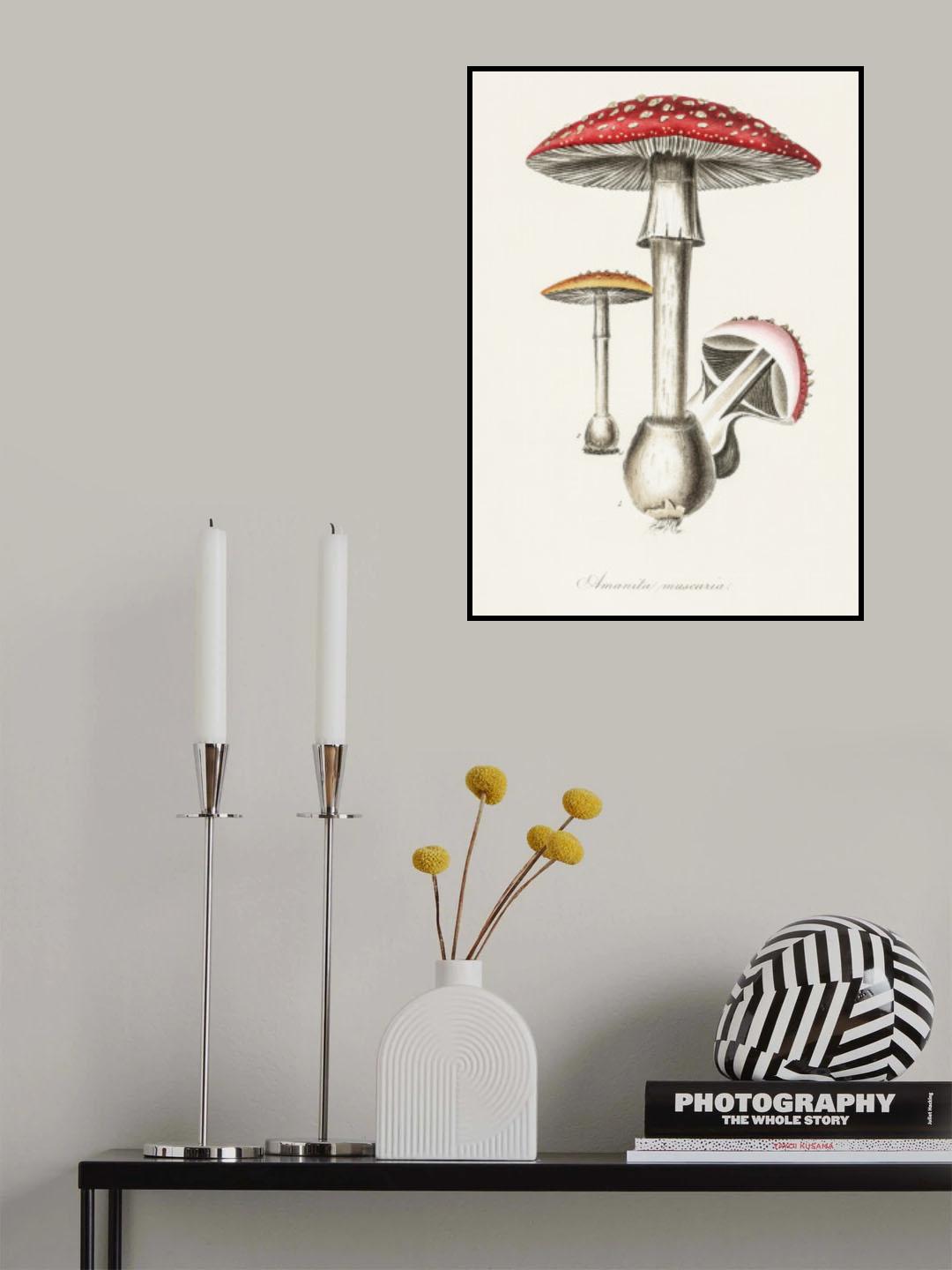 Amanita Muscaria Illustration. Medical Botany 1836 Poster och Canvastavla