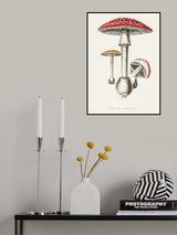 Amanita Muscaria Illustration. Medical Botany 1836 Poster och Canvastavla