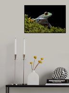 Red-eyed Poster och Canvastavla