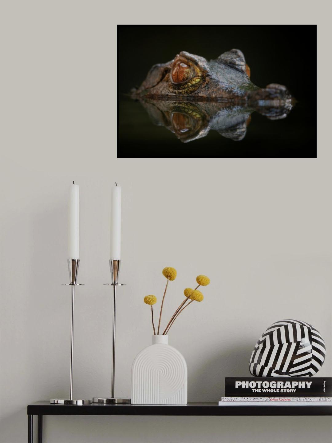 Cuvier's Dwarf Caiman - Paleosuchus Palpebrosus Poster och Canvastavla