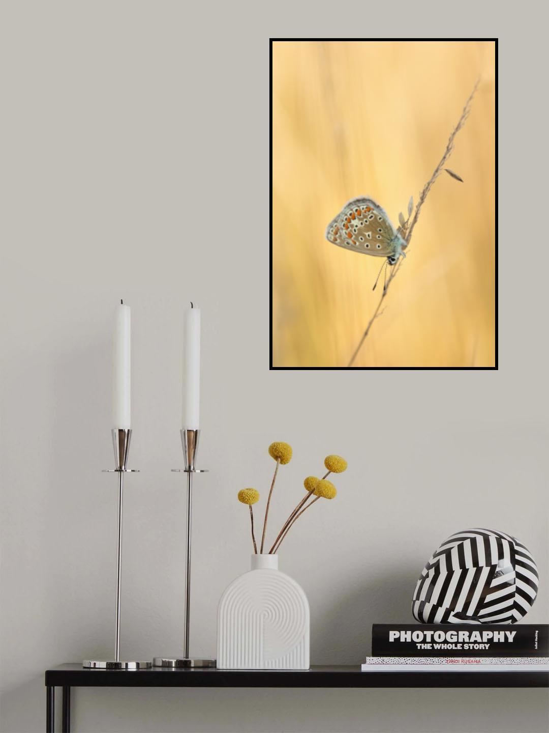 Common Blue Poster och Canvastavla