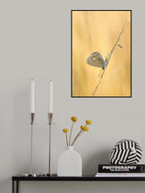 Common Blue Poster och Canvastavla