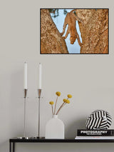 Upside Down Poster och Canvastavla